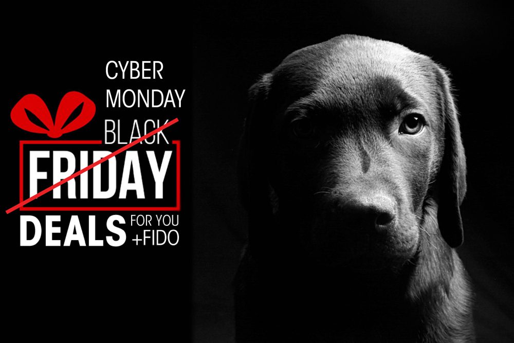 Cyber Monday Doggone Deals