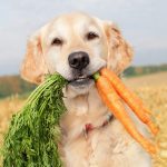 Vegan and plant-based dog food